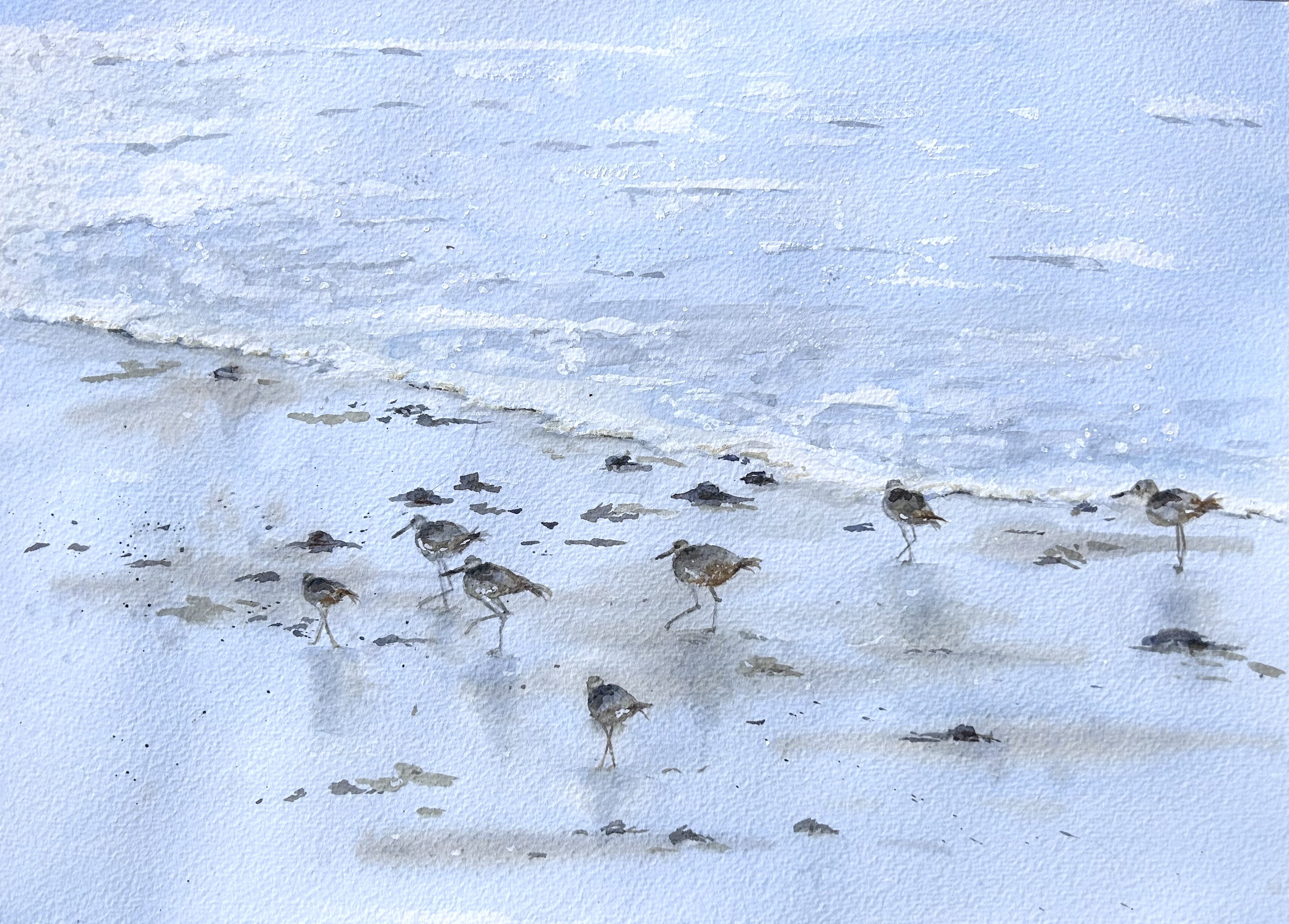 Seabird